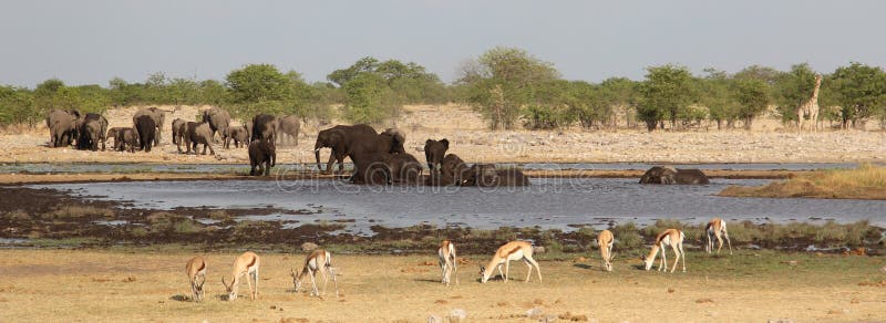 Elephants, giraffe and impalas around the waterhole royalty free stock photo Elephants, giraffe and impalas around the waterhole royalty free stock photo