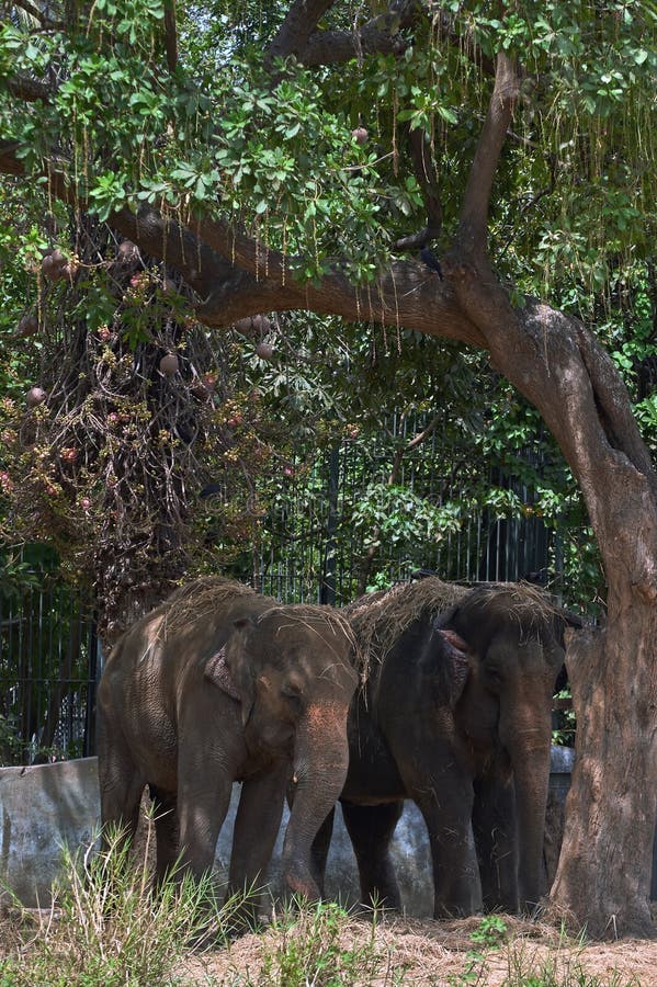 Elephants Inside Rani Baug or Victoria Garden Nov Vir Mata Jijabai Udyan Byculla Mumbai Stock Image - Image of victoria, byculla: 167327937 Elephants Inside Rani Baug or Victoria Garden Nov Vir Mata Jijabai Udyan Byculla Mumbai Stock Image - Image of victoria, byculla: 167327937