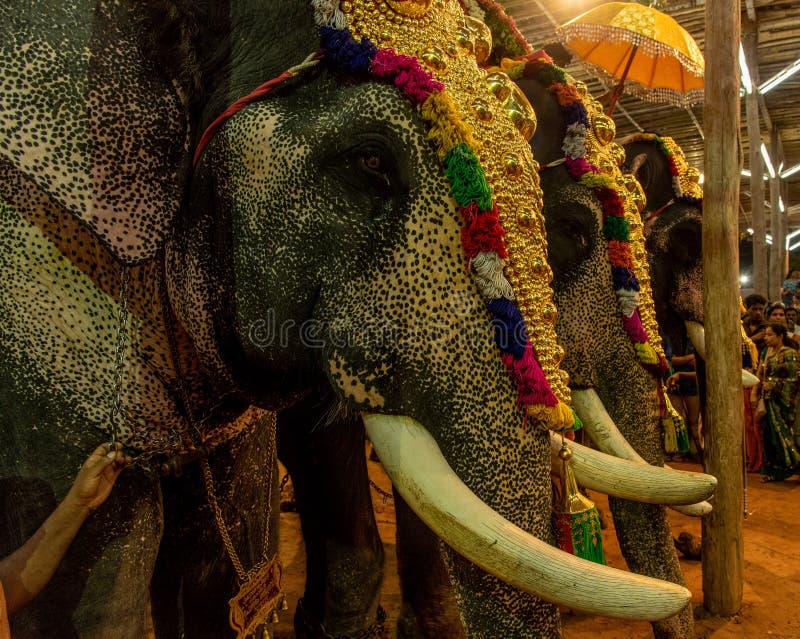 Elephants in Kerala festival