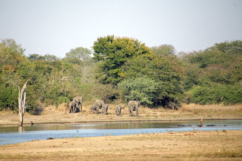 Elephants in the Kruger