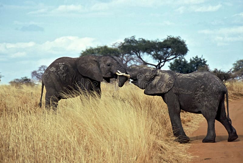 Elephants in Love,Tarangire NP,Tanzania