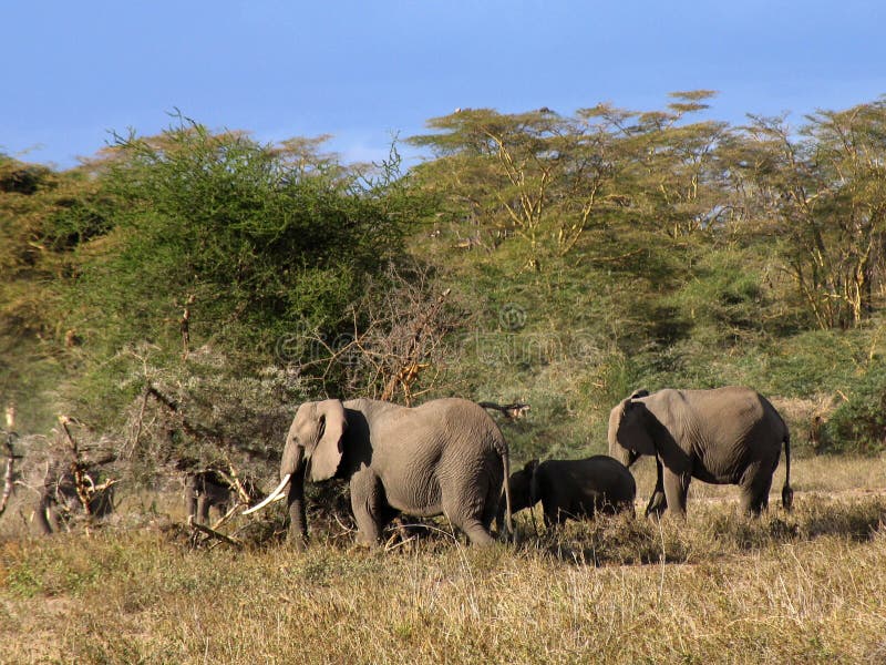 Elephants in the Masai Mara