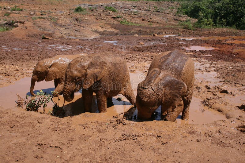 Elephants in Mud Bath