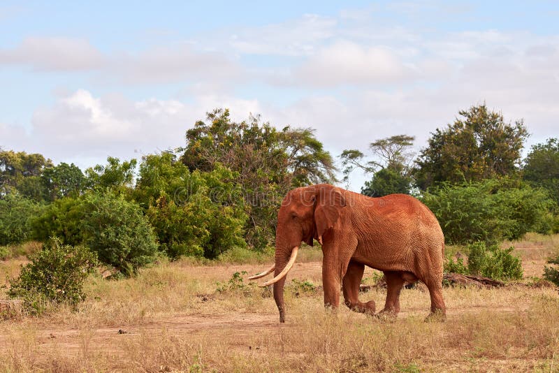 Elephants in nature. African safari in Kenya with trees under blue sky stock images