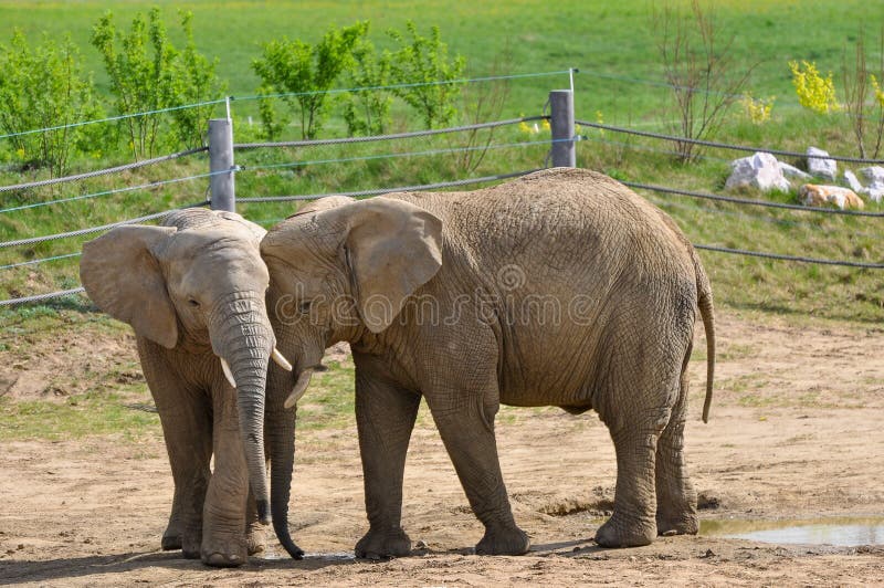 Elephants on the paddock - stock photo