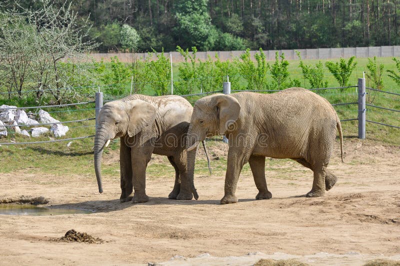 Elephants on the paddock - stock photo