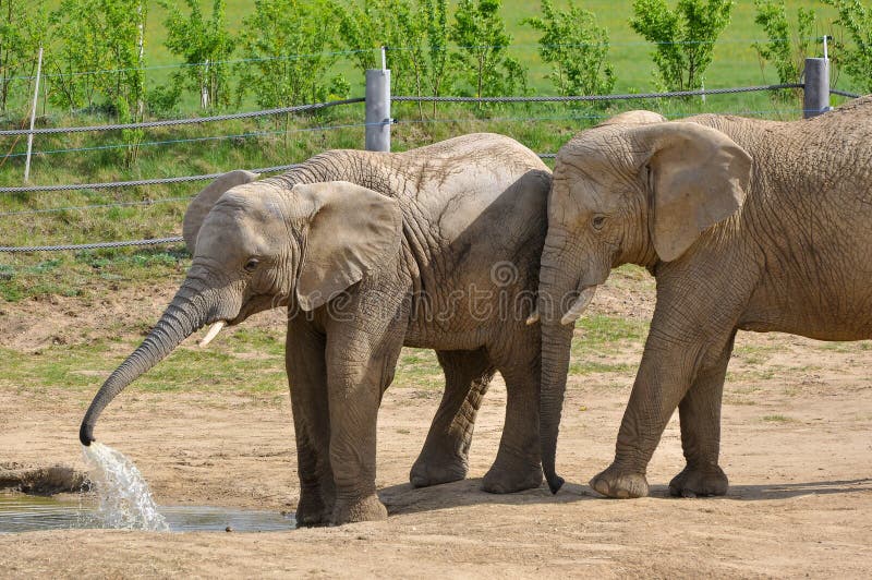 Elephants on the paddock - stock photo