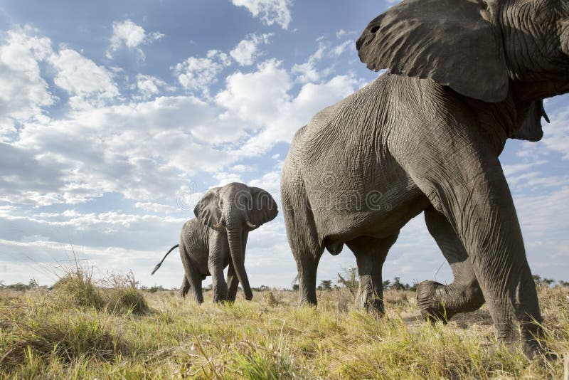 Elephants passing a remote camera. stock image