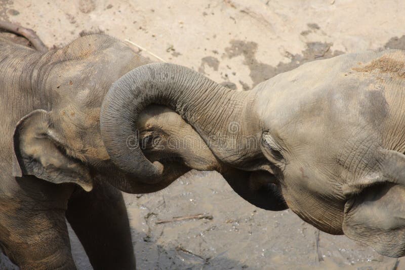 Elephants At Play