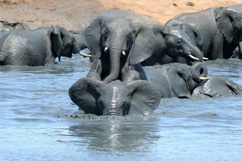 Elephants Playing In Muddy Water Stock Photo Image of ivory, swimming