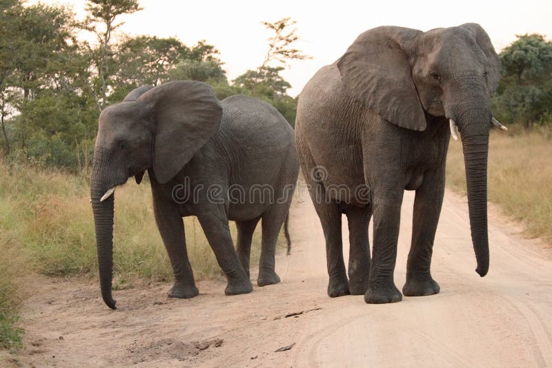 Elephants in the Sabi Sands Private Game Reserve