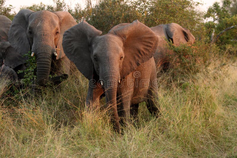 Elephants in the Sabi Sands Private Game Reserve