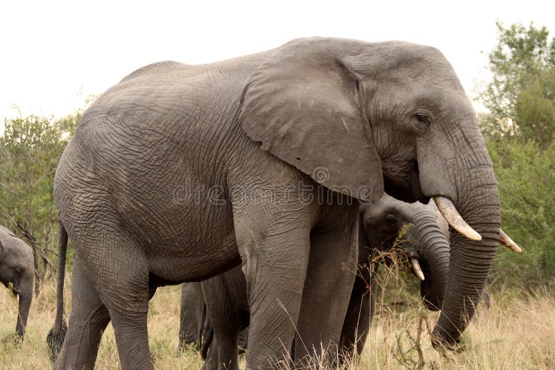 Elephants in the Sabi Sands Private Game Reserve