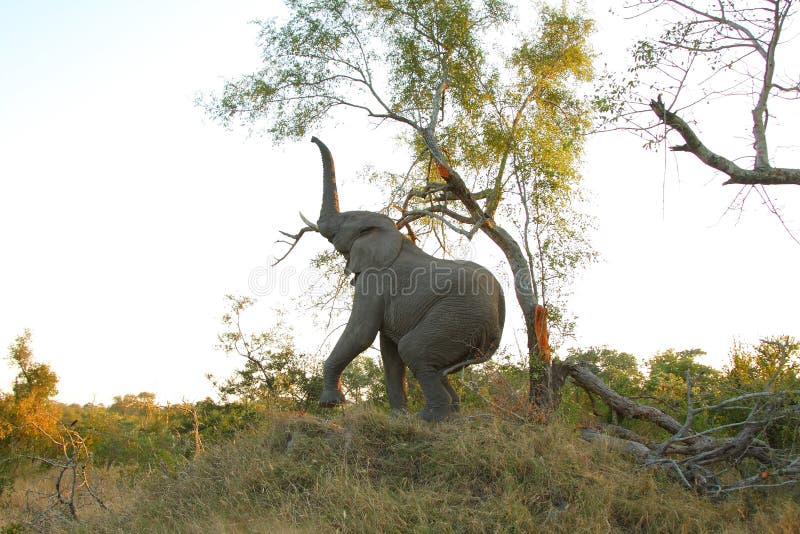 Elephants in the Sabi Sands Private Game Reserve