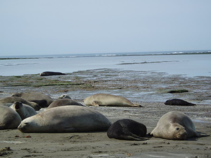 Elephants seal