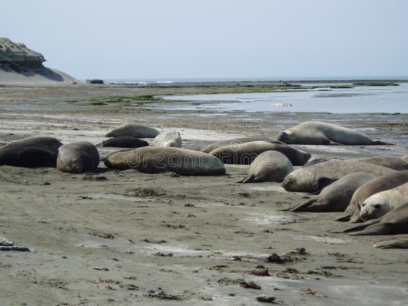 Elephants seal