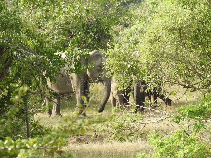 Elephants in Sri Lanka. Two young Asian elephants in the National Park, Sri Lanka. Asian elephants on grass with mountains and stock image Elephants in Sri Lanka. Two young Asian elephants in the National Park, Sri Lanka. Asian elephants on grass with mountains and stock image