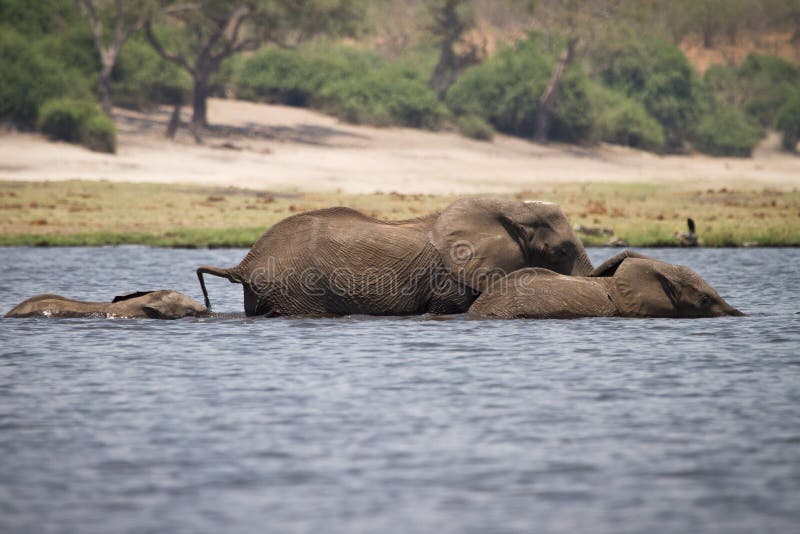 Elephants swimming stock photo