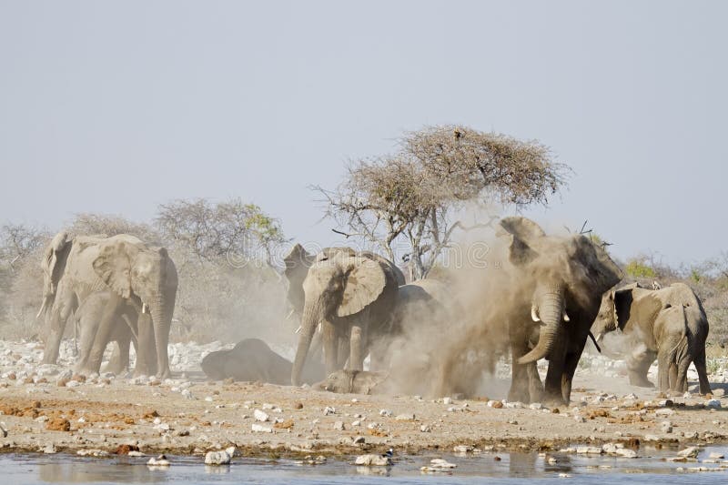 Elephants taking a dust bath