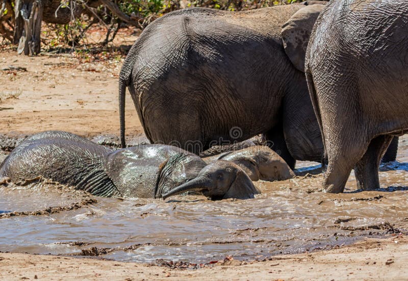 Elephant Mud Bath stock image. Image of elephant, herd 160174011