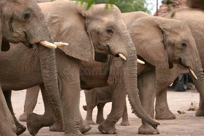 Elephants in Twyfelfontein Camp