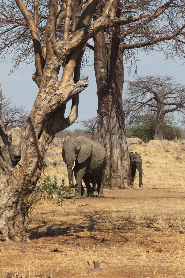 Taken in Ruaha National park during a mid day game drive. The elphants are sheltering under a large baobab tree. Taken in October. Day game drive stock images, royalty-free photos and pictures