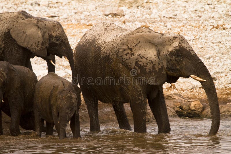 Elephants in water stock photo