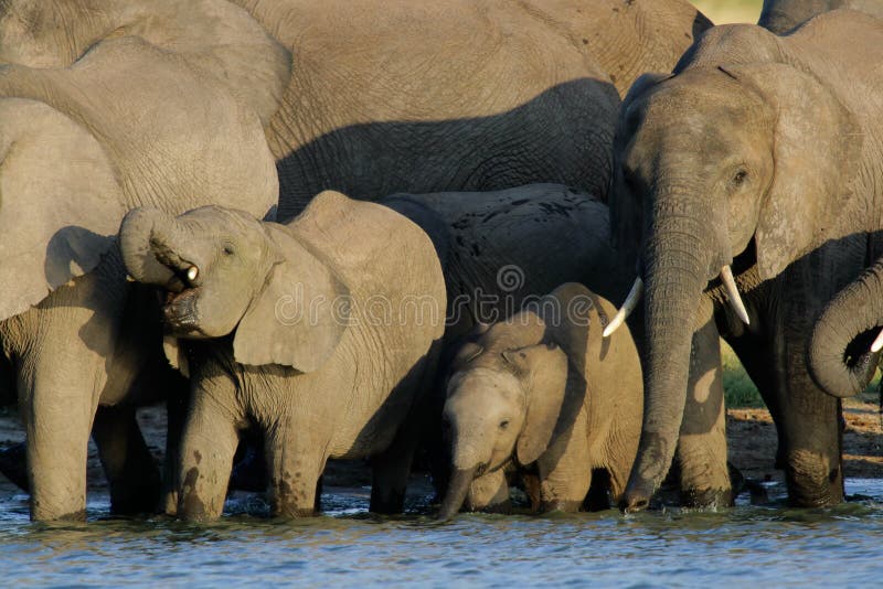 Elephants, Whange, Zimbabwe