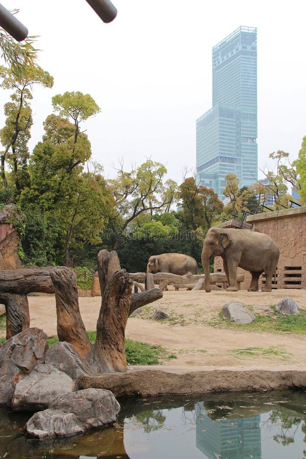 Elephants Zoo of Osaka Japan Stock Image Image of japon, building