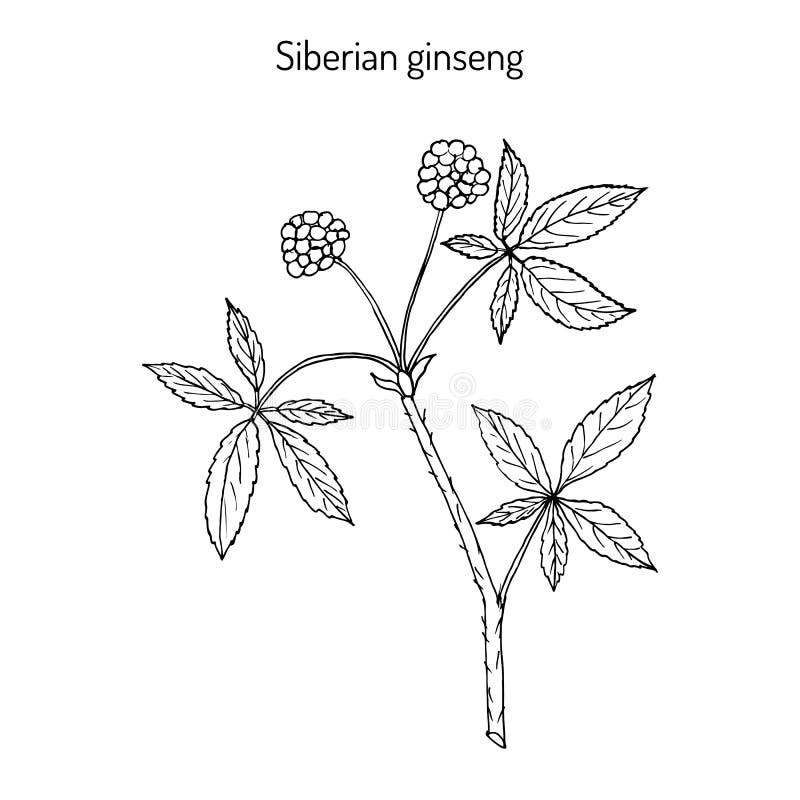 Рисунок женьшень карандашом для детей