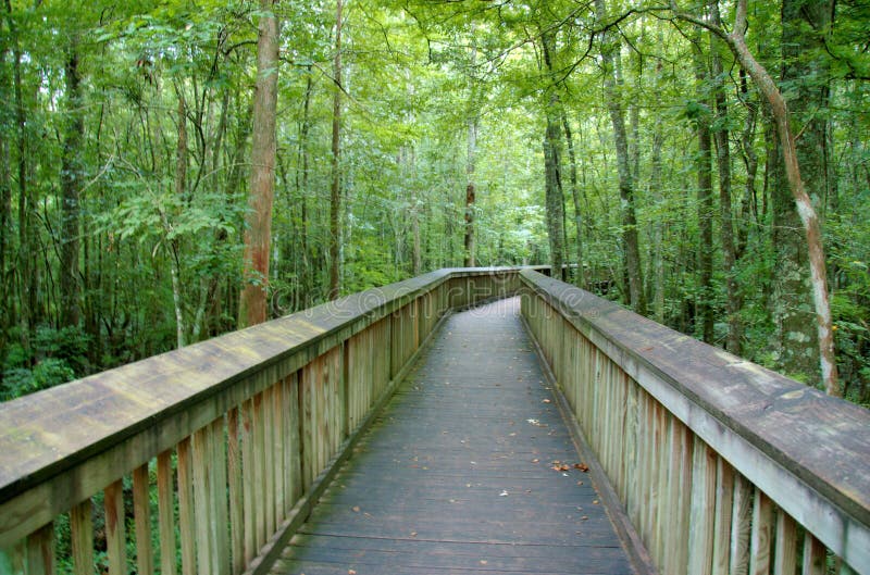 Elevated path over a swamp at Tickfaw State Park