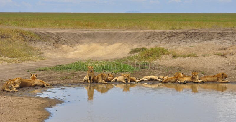 Eleven Lion cubs in Serengeti National Park