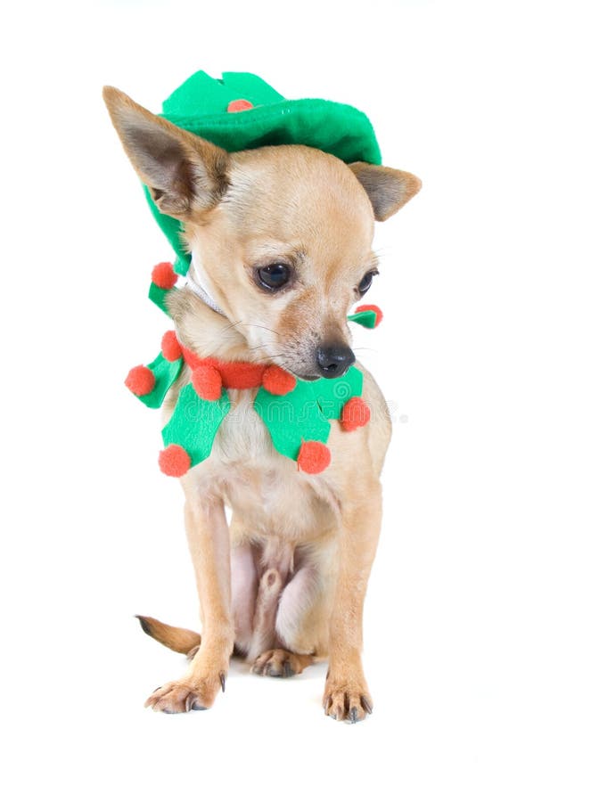 Elf dog stock photo. Image of costume, dressed, purebred 7110402