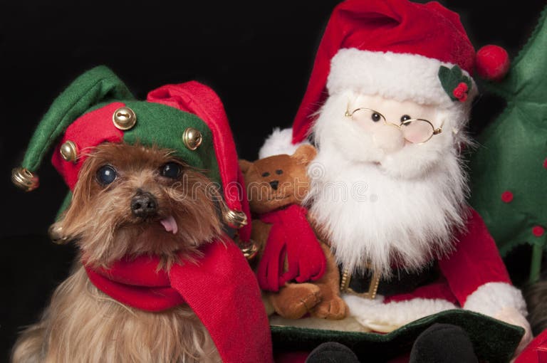 701 Dog Elf Stock Photos Free & RoyaltyFree Stock Photos from Dreamstime