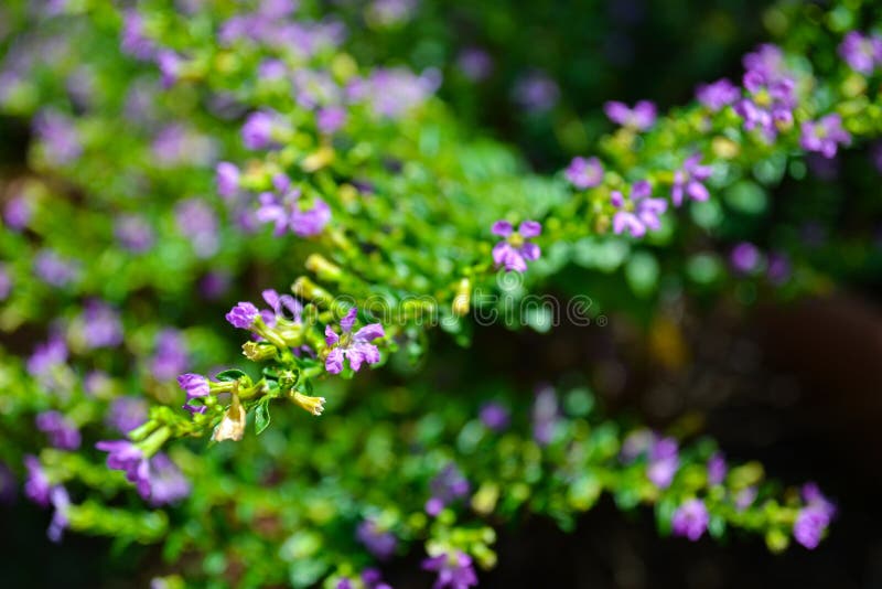 Texture and colorful of Elfin Herb or Mexican False Heather flowers. Texture and colorful of Elfin Herb or Mexican False Heather flowers