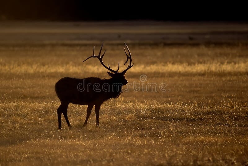Elg stag silhouette royalty free stock photo