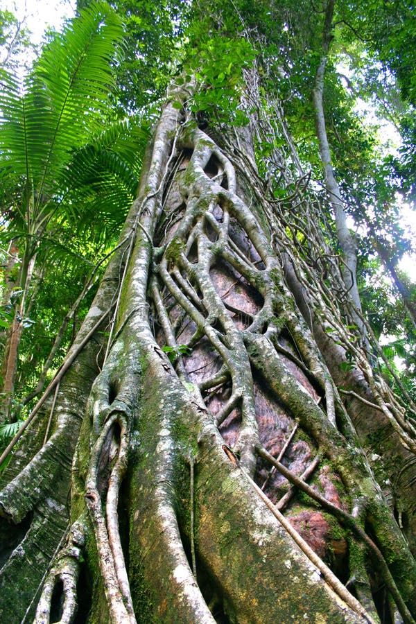 Eli Creek, Faser Island, Australia