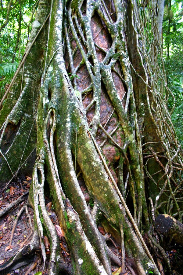 Eli Nebenfluss, Faser Insel, Australien stockfotos Eli Nebenfluss, Faser Insel, Australien stockfotos