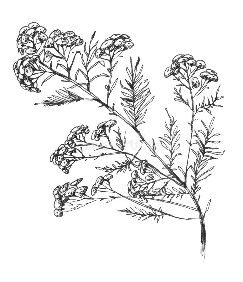 Elichrysum arenarium. illustrazione botanica disegnata a mano. salute e natura. pianta medicinale. illustrazione disegnata a mano