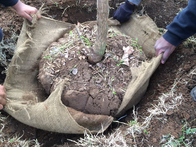 It is very important to loosen and pull back or loosen any burlap or similar material during planting that is used to hold root ball together. It is very important to loosen and pull back or loosen any burlap or similar material during planting that is used to hold root ball together.