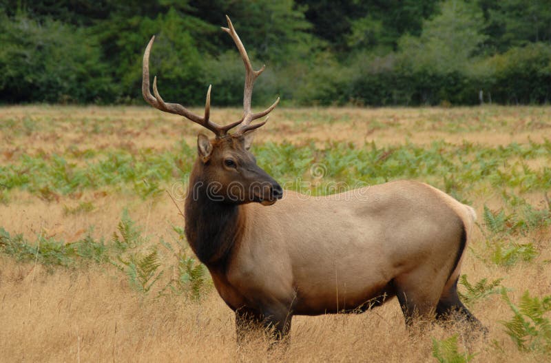 Elk