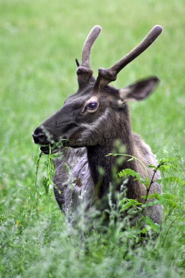 Elk