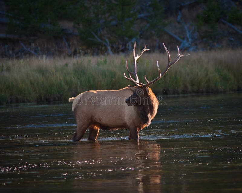 Elk