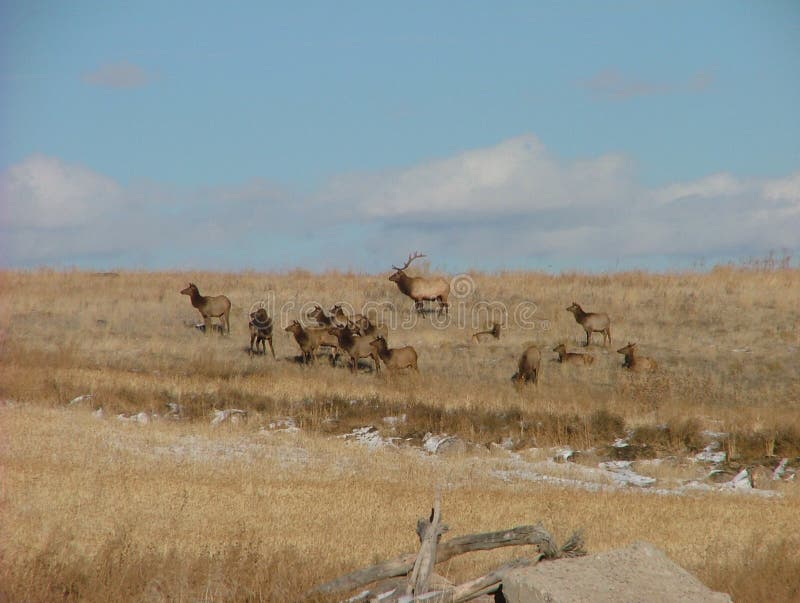 Elk