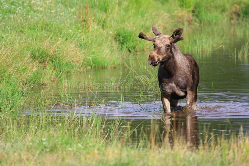 Elk