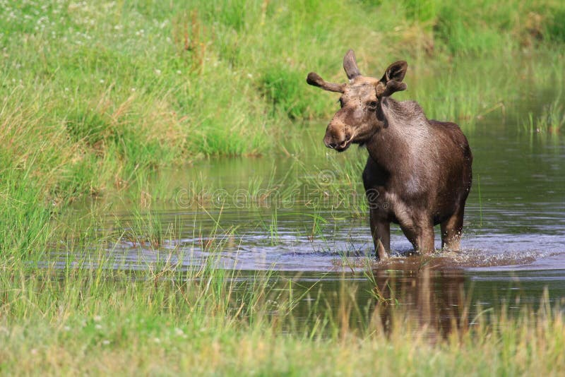 Elk