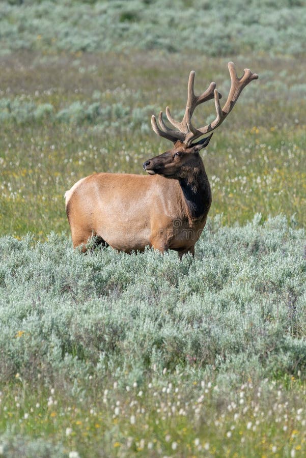 Antlers Flower Stock Photos - Download 328 Royalty Free Photos