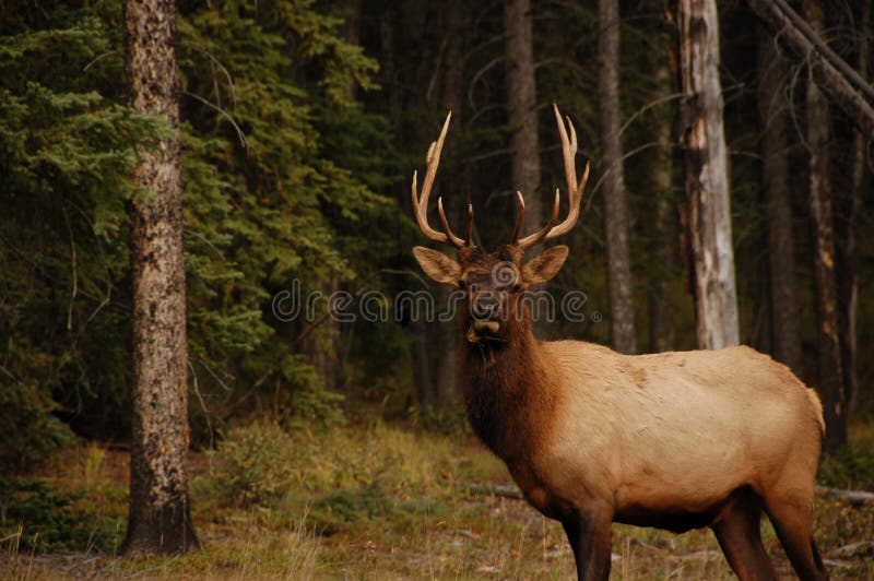 Elk in Banff Alberta