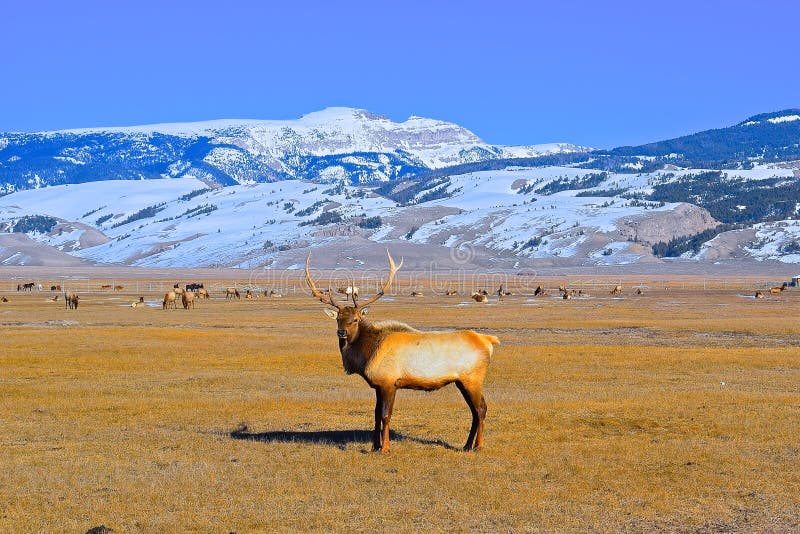 Elk Buck in Elk Refuge, Jackson Hole