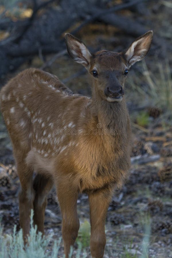 Elk Calf Standing in the Shade Stock Photo Image of mountain, bull